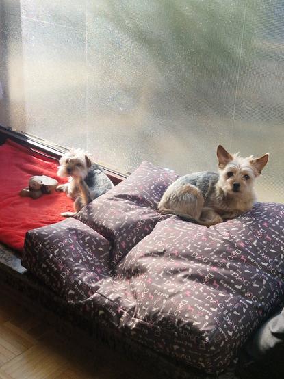 2 small Yorkshire Terriers lie in the sun in a large window and look into the camera.