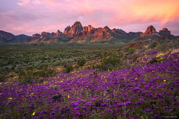 A spectacular sunrise over the Turtle Mountains in the Mojave Desert of California, with wildflowers in the foreground.