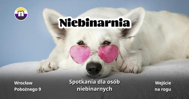 Grafika z fotografią białego pieska w tle blisko, a piesek leży i ma okularki. Jest napis Niebinarnia, logo niebinarnosc kropka pl oraz informacje o wydarzeniu takie jak w wpisie.