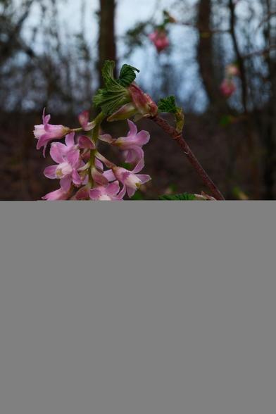 Some pink flowers in a park.