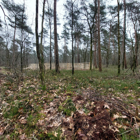 Boslandschap met in de verte een lichte horizontale streep. Dat is een lang hek van vers hout, voldoende hoog dat reewild er niet overheen springt