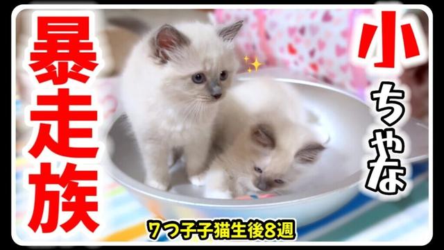 【生後8週】７つ子子猫たちがどえらいことをやらかしました... #ラグドール #子猫 【もちまる日記BGM】