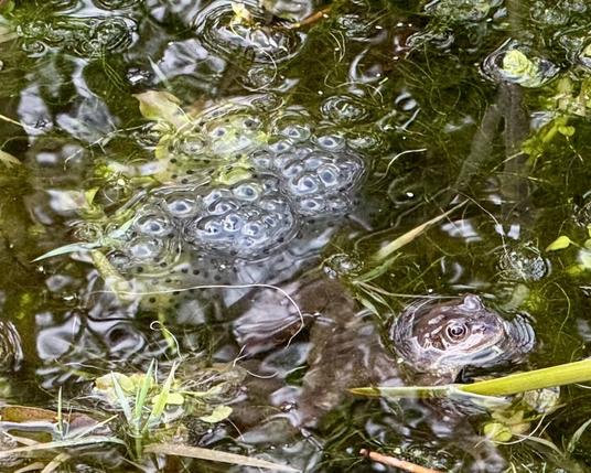 Looking down onto a small section of garden pond. There are green plants, stalks, shadows, ripples, bubbles, reflections. In the centre a mass of newly laid frogspawn - little round globules with black dots inside. Just below and slightly to the right is a frog. Its body is just under the surface of the water but its head is sticking out.