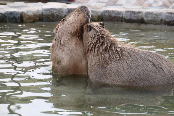 Câlin de capybaras