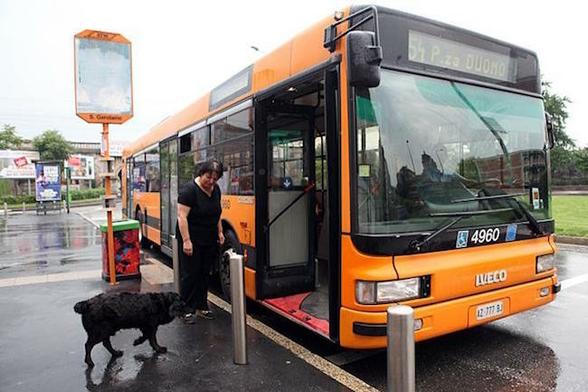 Here is Cacao, about to board the No. 54 bus.