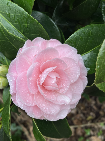 A pale pink camellia blossom sprinkled with raindrops