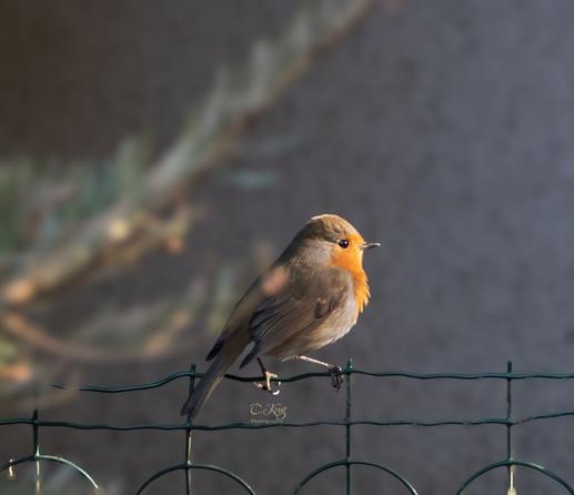 Rotkehlchen, European Robin