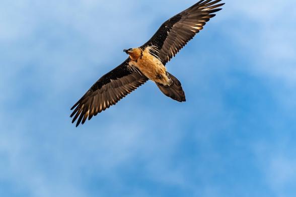 un gypaète barbu dans le ciel bleu
