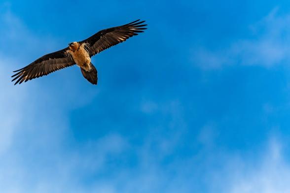 un gypaète barbu dans le ciel bleu