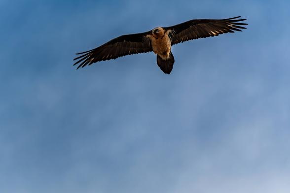 un gypaète barbu dans le ciel bleu