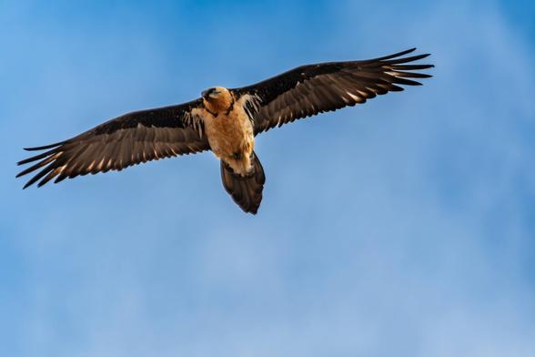 un gypaète barbu dans le ciel bleu
