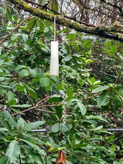 The reciever of 1980s style trim phone hanging from its spiral chord from a tree deep in the woods.