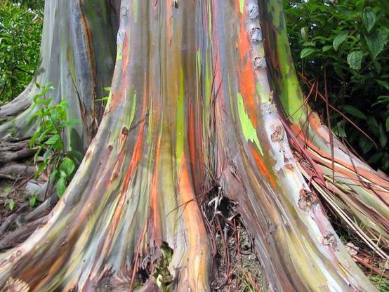 arbre-insolite-1
