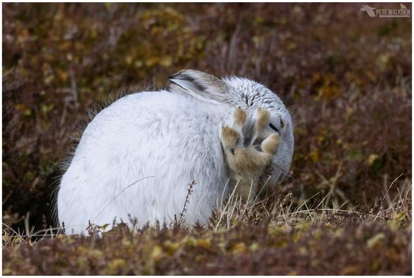 A photo of a mountain hare, in its white winter coat, holding up its hind paw, toes splayed, whilst cleaning its leg.