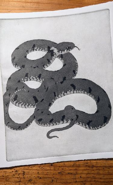 Photo of a proof print of an aquatint etching, depicting a grass snake drawn somewhat realistically in three levels of gray.