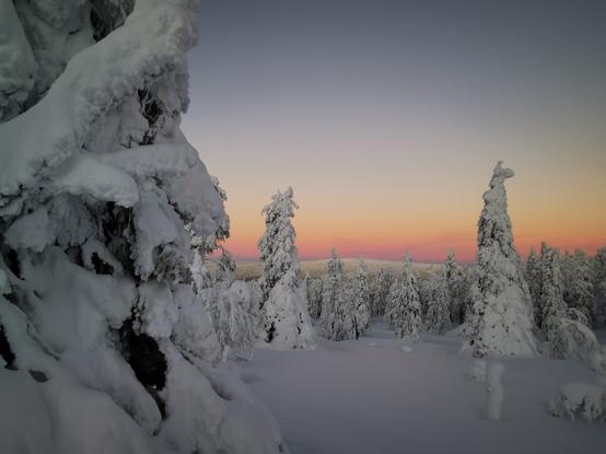 A landscape image of a snow-covered evergreen forest during sunset. In the foreground, a large evergreen tree is covered in thick snow, its branches heavily laden. The ground is blanketed in snow, creating a smooth, white surface. In the background, a dense forest of evergreen trees, also covered in snow, stretches across the horizon. The sky transitions from a soft pink near the horizon to a light blue higher up, indicating the time of day.