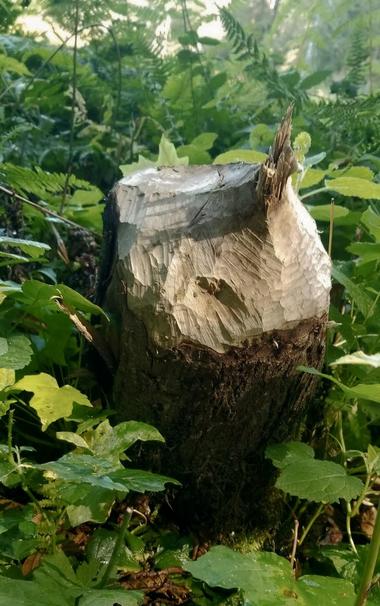 Medium shot of a tree stump displaying beaver tooth marks taken outdoors in a forest setting. The stump is centered in the frame with green foliage filling the background & surrounding the base. The top part of the stump has jagged, light-colored marks indicative of beaver activity. Below is bark with a dark-colored & heavily textured wood.
