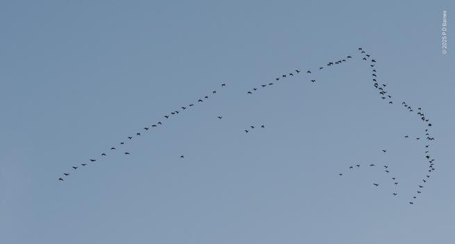 Looking up at a high-flying large flock of ibis, possibly 100 birds, who have formed into an outline that resembles a map of Australia, except that the birds who would form the lower portion of Western Australia are in a straight line trailing back from the formation.