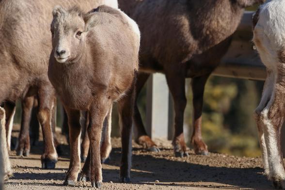 A juvenile mountain goat stands looks at the camera, surrounded by adult mountain goats, on the side of the road.
