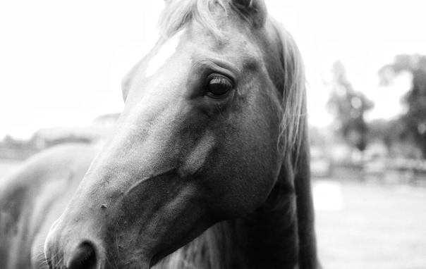 A black and white photo showing an angled profile of a horse.