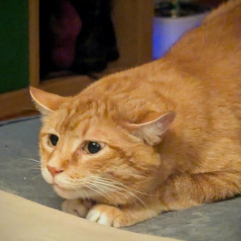 Closeup of an orange cat in hunter mode. His head is down just above his front paws, his ears are pointing straight out to the side, and his pupils are fully dilated. He is intensely focused on something out of frame.