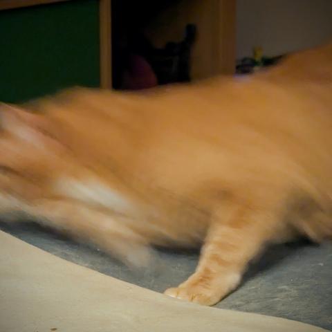 The cat from the previous picture is now a total (literal) blur as he launches himself toward his target. The one front paws he's pushing off with is the only part of him still in focus.