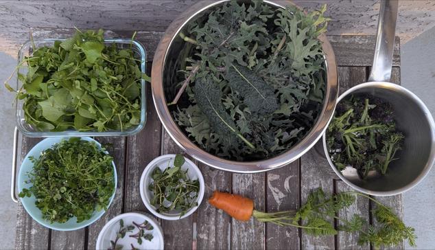 Flat lay photo of a garden harvest. Clockwise from top left:

a rectangular glass container of mixed salad weeds, 

a large metal bowl of red-stemmed kale, 

a cooking pot with purple sprouting broccoli in it, 

one stubby carrot with the tops still on,

a small white ramekin of self-heal stems with dark green oval leaves,

another ramekin with a few fuzzy sprigs of cat mint,

and a blue cereal bowl of green leafy bittercress.