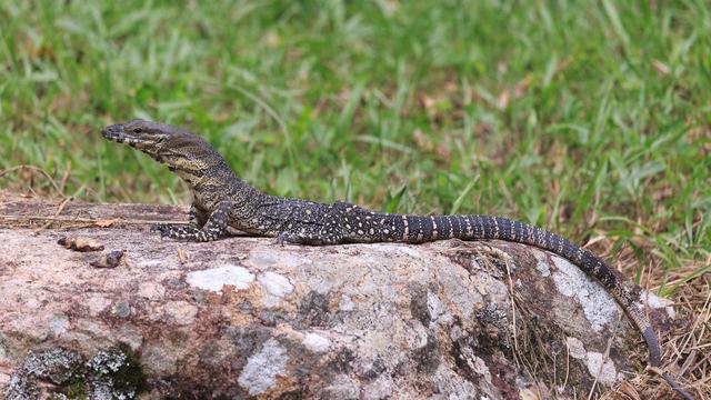 A 1 - 1.2m long Lace Monitor on a rock with its head up. It is grey with yellow spots, and a pale yellow underside.