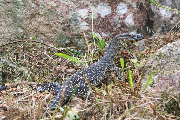 View of the Lace Monitor's back, showing the yellow-spotted pattern on the dark grey skin.