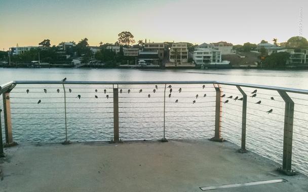 Looking across the Brisbane River at dawn from a small fenced pier on the riverwalk. A flock of swallows is perched on the top five horizontal wires of the fence, looking like plainsong notes on a staff, roughly four bird widths per section, looking like bar markings.