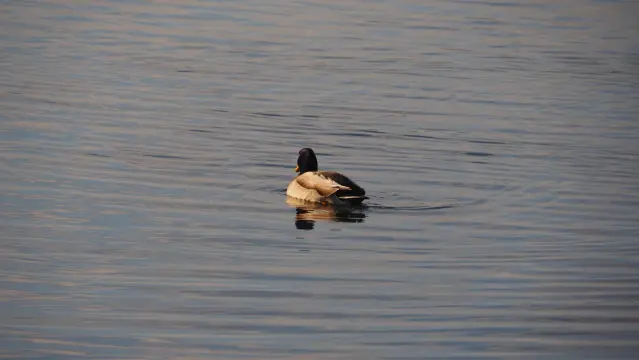 Erpel einer Stockente auf dem Wasser