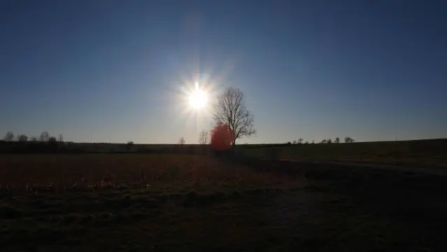 Sonne hinter einem kahlen Baum am blauen Himmel