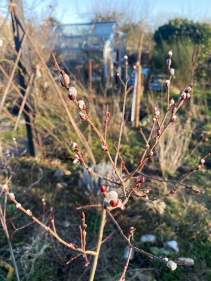 Weidenkätzchen in der Frühlingssonne im Kleingarten. Im Hintergrund ein Gewächshaus.