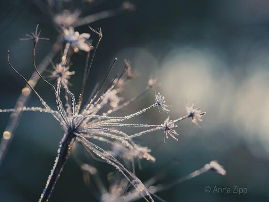 Frost-covered flower remnants glisten in the morning sun