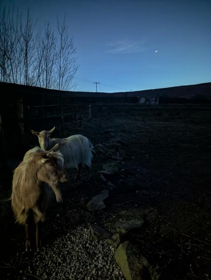 Two goats standing outside in the dark, side lit by an out of frame light source.  A bright point source features in the darkening sky.