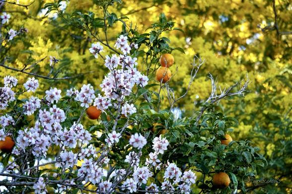 Au premier plan sur environ un tiers de l’image et occupant l’angle en bas à gauche, quelques branches d’un amandier en fleurs. Derrière lui, au centre, un oranger bigaradier (orange amère) porte quelques fruits murs. Au second plan, occupant tout le fond de l’image, un mimosa en fleurs.