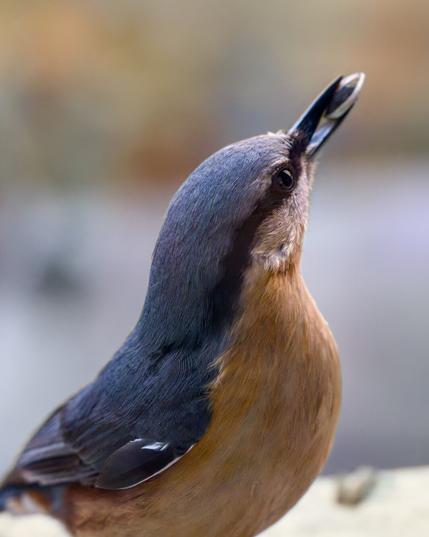 A close-up of a Eurasian nuthatch with a sleek blue-gray back and warm orange-brown underparts. The bird tilts its head upward, gripping a small seed firmly in its sharp, pointed beak. Its dark eye is focused, and the fine details of its feathers are visible, from the subtle sheen on its wings to the soft texture of its chest. The blurred background consists of neutral, earthy tones, complementing the bird’s natural colors. The composition emphasizes the bird's intent expression and the moment of its meal.