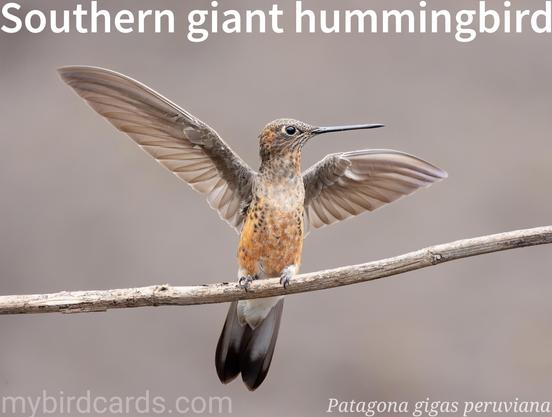 🌎 Southern giant hummingbird (Patagona gigas peruviana) 

This subspecies of the southern giant hummingbird (the largest of its kind) has a mostly yellowish brown plumage, a white throat and a notably long, straight bill. Found exclusively in the Andean regions of Peru and Chile, it inhabits high-altitude scrublands and canyons. This powerful flier expertly hovers while feeding on nectar from large flowers, and fiercely defends its territory against rivals. 1 of 2 subspecies.

Conservation status: Least Concern (IUCN 3.1)

📷: Photo by Keishpixl via Pixabay 

EFHV