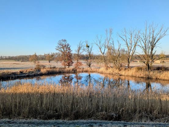 A wide shot of a tranquil landscape featuring a still pond in the foreground. The pond reflects the clear blue sky above and the bare branches of several trees standing on its banks. Tall, dry reeds line the edge of the pond, their golden hues catching the warm light of the rising sun. In the distance, a flat expanse of land stretches out, dotted with more trees and a faint hint of frost or snow on the ground. The sky is a uniform light blue, suggesting a clear and calm day.