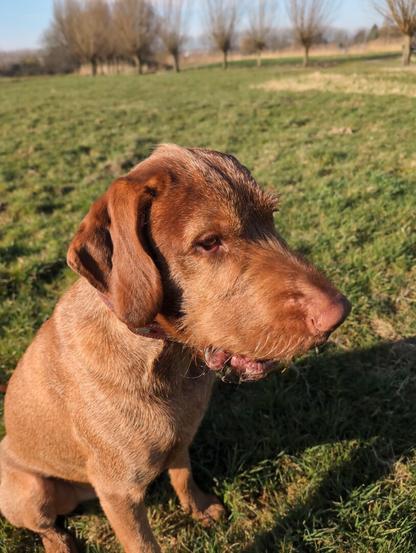 A wirehaired vizsla sitting in the sun in a green field holding a ball