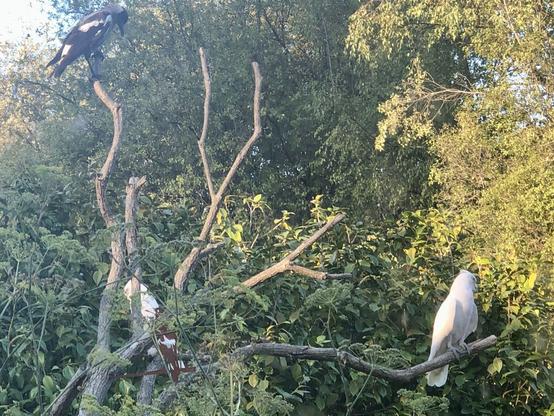 Little Corellas in the posing tree at sunset looking for water.
