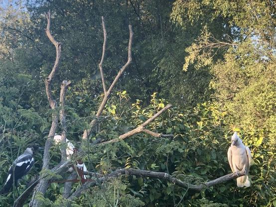Little Corellas in the posing tree at sunset looking for water. Young magpie not happy and comes to see them off.