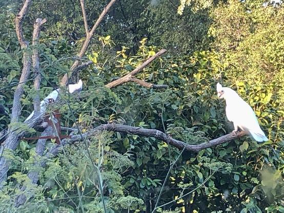 Little Corellas in the posing tree at sunset looking for water. Young magpie not happy and comes to see them off. 

Corellas bare their beaks, Twiggy climbs higher up the posing branch.