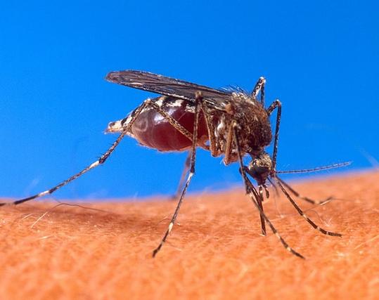 Aedes aegypti biting human

Ochlerotatus sp. mosquito biting a human.

Original author: US Department of Agriculture; then denoised rescaled, enhanced with adaptive denoising filters and minimal resharpening, then unscaled to original resolution, for easier refitting at various resolutions.