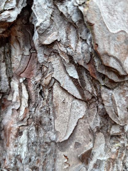 Close up of tree bark with deep ridges and large flakes.