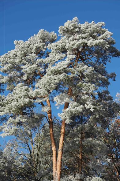 The image shows a tree with its branches covered in frost or snow against a clear blue sky. The frost creates a white, wintry appearance on the tree.