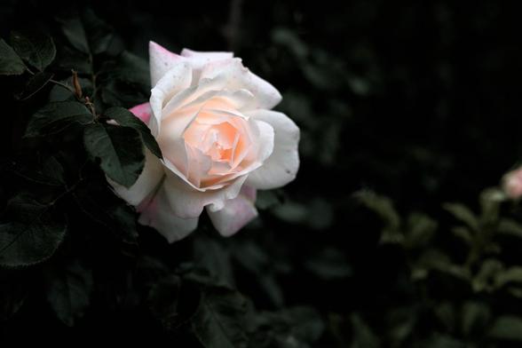 The image shows a close-up of a pinkish-white rose with lush green leaves in the background. The rose appears to be in bloom, and the photo emphasizes its delicate petals against the darker foliage.