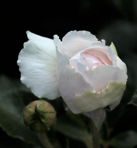 The image shows a close-up of a pale pink rosebud with one more closed bud near it. The background is dark, which highlights the delicate petals of the rose.