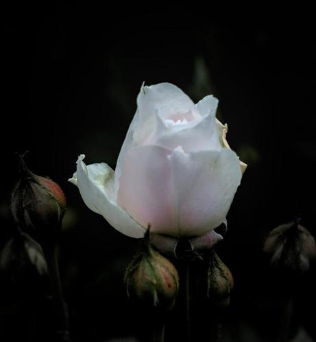 The image shows a white rosebud surrounded by smaller buds against a dark background. The lighting creates a dramatic effect, highlighting the delicate petals of the main rosebud.