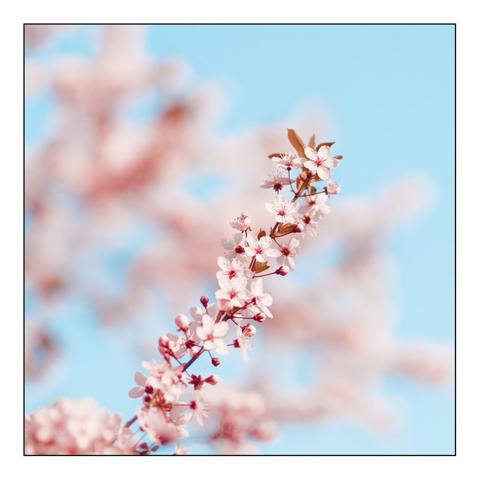 A close-up image of a delicate branch with soft pink blossoms against a serene blue sky, evoking a sense of springtime renewal and hope.